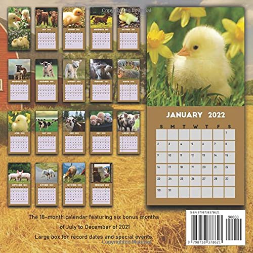Baby Farm Animals Calendar 2022: Calendar 2022 With 6 Months Of 2021 Bonus: Publishing, Jimmy: 9798738378621: Amazon.com: Books