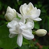 75 Pcs White Jasmine Seeds, Climbing Jasmine, Fragrant Flower, Perennial, Indoor/Outdoor