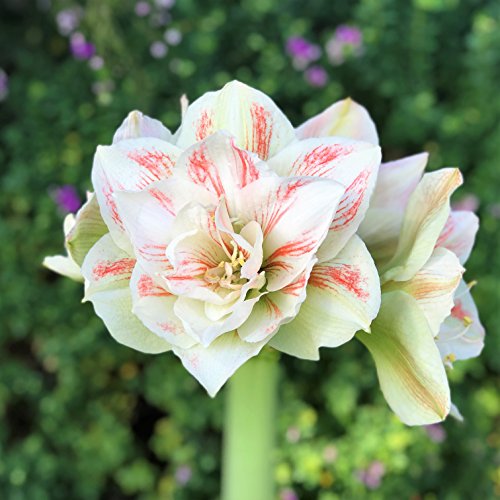 Double Amaryllis Bulb Red and White Candy Cane Amaryllis Nymph 30/32