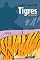 Livro Tigres no quintal (Sergio Capparelli)