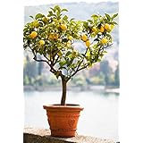 Brighter Blooms Improved Meyer Lemon Tree, up to 5 ft. tall, Get Fruit 1st Year, Dwarf Fruit Tree with Sweet Lemons, Indoor/Outdoor Live Potted Citrus Tree