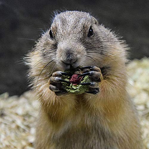 WATFOON Small Pets Chew Toy, Hamsters Snacks Treat with Organic Timothy Grass Teeth Grinding Molar Ball for Rabbit Chinchillas Guinea Pig Squirrel, Good Digestion 12-Count (Rose Sandwich Flavors) - Thumbnail 4