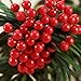 BBTO Artificial 200 Pack Holly Christmas Berries on 100 Wire Stems 8 mm Fake Berries for Christmas Tree Decorations Wreath Craft Wedding Party Favor (Red)