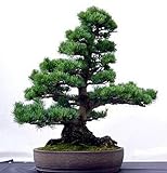 Bristlecone Pine 15 Seeds - Bonsai