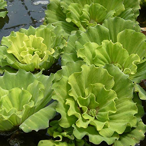 Aquatic Discounts 3 Large Water Lettuce - Live Floating Plant for Your Aquarium or Pond - Thumbnail 5