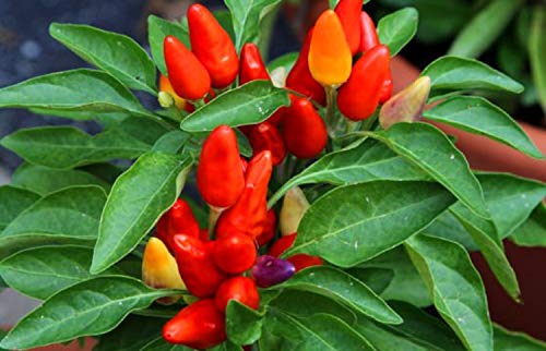 Ornamental Hot Chili Dwarf Pepper Mix Organic Seeds Rare up to 30 Seeds - Thumbnail 7