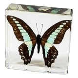 Real Blue Jay Butterfly Paperweight: Professionally Displayed and Mounted in Lucite Block