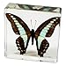 Real Blue Jay Butterfly Paperweight: Professionally Displayed and Mounted in Lucite Block