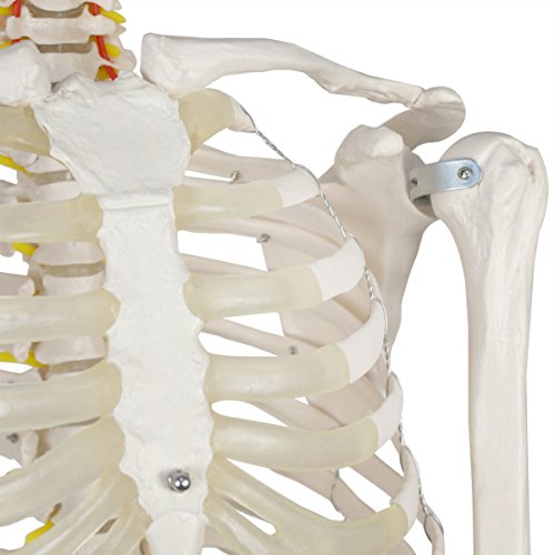 4 ZENY+Skeleton+Medical+Anatomical+Removable