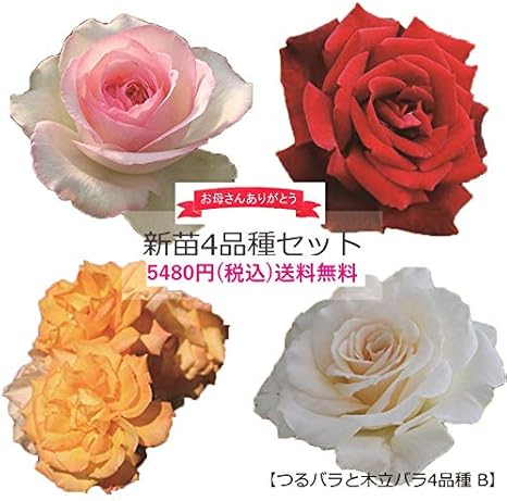 Amazon 母の日ギフト セットbつるバラと木立バラの新苗4品種 人気のバラと殿堂入りのバラが入るお得なセット ピエールドゥロンサール サハラ 98 パパメイアン フレンチレース 苗のため花や蕾はありません 観葉植物 オンライン通販
