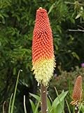 50 TORCH LILY Red Hot Poker / Tritoma / Kniphofia Uvaria Flower Seeds