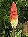 50 TORCH LILY Red Hot Poker / Tritoma / Kniphofia Uvaria Flower Seeds