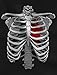 Tstars Skeleton Rib Cage Heart Xray Halloween Easy T-Shirt Large Black