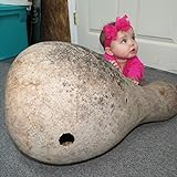 *RARE...7 GIANT AFRICAN BOTTLE GOURD SEEDS.#1173*