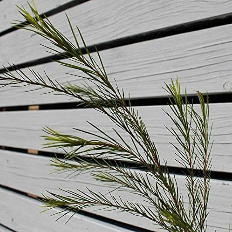 Amazon メラレウカ ティーツリー 苗 ティーツリー 5号ポット苗 花