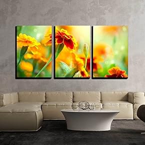 Tagetes Marigold Flower Autumn Flowers Background x3 Panels