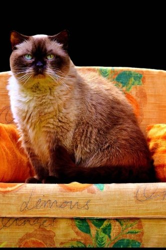 Buy A Cat Sitting On Her Couch Journal Take Notes Write Down