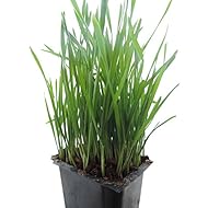 Non-GMO, Thunder Acres Premium Wheat Seed, Cat Grass Seed, Wheatgrass, Hard Red Winter Wheat (1 lbs.)