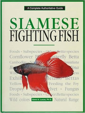 fighter fish in amazon