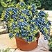 100 seeds/pack Blueberry seeds Bonsai Edible fruit seed, Indoor, Outdoor Available primary