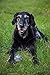 Chuck It! Ultra Squeaker Ball, Medium 4ct (2 x 2ct)
