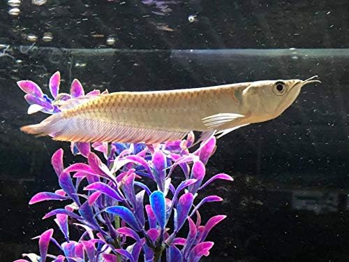 arowana live fish
