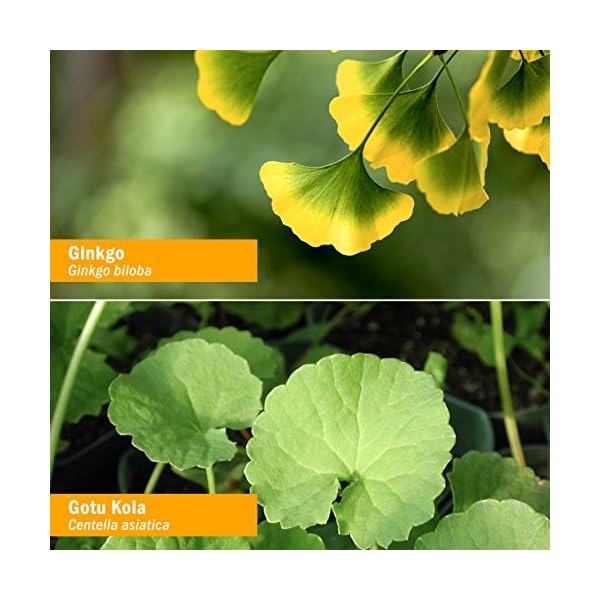 Herb Pharm Brain and Memory Liquid Herbal Formula with Ginkgo for Memory and Concentration 1