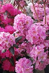 Rhododendron X 'Midnight