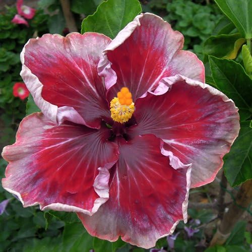 10+ Dinnerplate Hibiscus/ Secret Mission/ Perennial Flower Seed/ Easy to Grow/ Huge 10-12 Inch Flowers