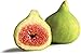 Ischia Edible Fig Plant - Ficus carica - Sweet - 4" Pot