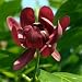 Calycanthus 'Aphrodite' PPAF- Sweetshrub - Fragrant - Proven Winners - 4" Pot