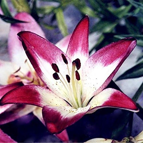 Seeds House- SummerRio 20pcs Mix Lily Seeds, Flower Bulbs Lily Seeds Home Gardening Balcony Garden Spring Seeds