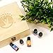 Essential Oils Wooden Box - Quality Storage Case For Aromatherapy (Holds 36)