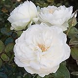 Bolero Rose Bush Reblooming White Floribunda Very Fragrant Rose Grown Organic 4