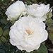 Bolero Rose Bush Reblooming White Floribunda Very Fragrant Rose Grown Organic 4" Potted - 100+ Petal Flowers!