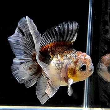 Amazon 金魚王子 変わり柄ローズテールオランダ 10 5センチ前後 個体番号dfg679 金魚 きんぎょ 生体 オランダ獅子頭 厳選個体 金魚王子 観賞魚 水中生物 通販