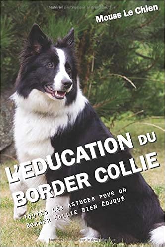 Leducation Du Border Collie Toutes Les Astuces Pour Un