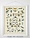 Insects Collection Entomology Illustration 11x14 Unframed Print – Bug & Insect Artwork, Scientific Insect Chart, Biology Classroom Decor, great for Office, Classroom, Farmhouse & Bug Lover Gifts