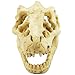 Bestgle Aquarium Fish Tank Decoration Ornament Resin Emulational Dinosaur Head Bone Skull Accessories
