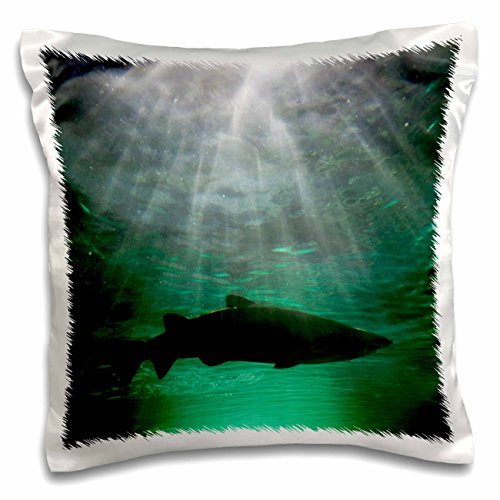 Sharks Australia Nsw Sydney Gray Nurse Shark Tank Paul