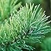 Thymes Ceramic Reed Diffuser - 7.75 Fl Oz - Frasier Fir