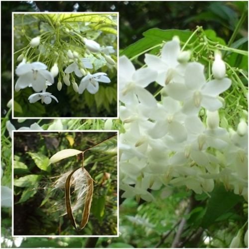 Wrightia religiosa Benth 40 Seeds, Mok Flower Tree, Very fragrant,