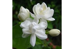 20pcs White Jasmine Flower Seeds, Fragrant Home Garden Plant Arabian Jasmine Seeds Bonsai