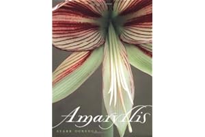 Amaryllis