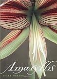 Amaryllis by Starr Ockenga