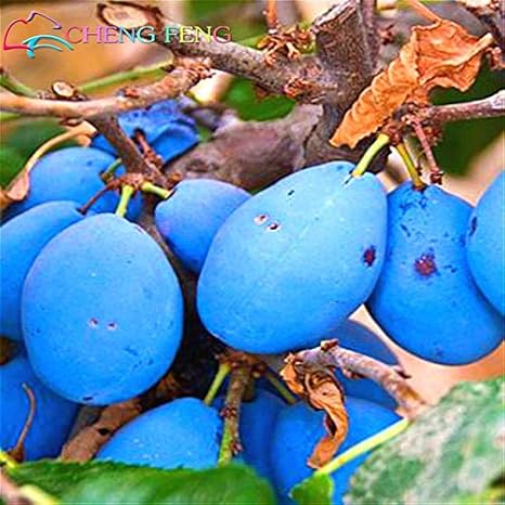 Amazon Co Jp 10本黒ブリンプラム植物非常に美味しいプルーン果物盆栽木jardin植物野菜と果物鉢植物容易に成長無料 白 ホーム キッチン