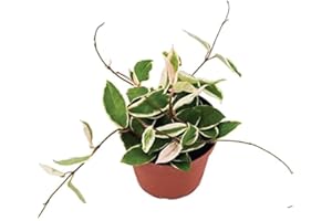 American Plant Exchange 'Krimson Queen' Hoya Carnosa Plant, Tricolor Wax Vine Succulent, Live Potted Houseplant for Home, Garden, Office, Patio Decor, 4-Inch Pot