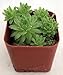 Hens & Chicks - Sempervivum - Great House Plant - 2" Pot