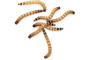 Surmen Legacy 250ct Live Superworms Large (1.75"-2") Live Arrival Guaranteed