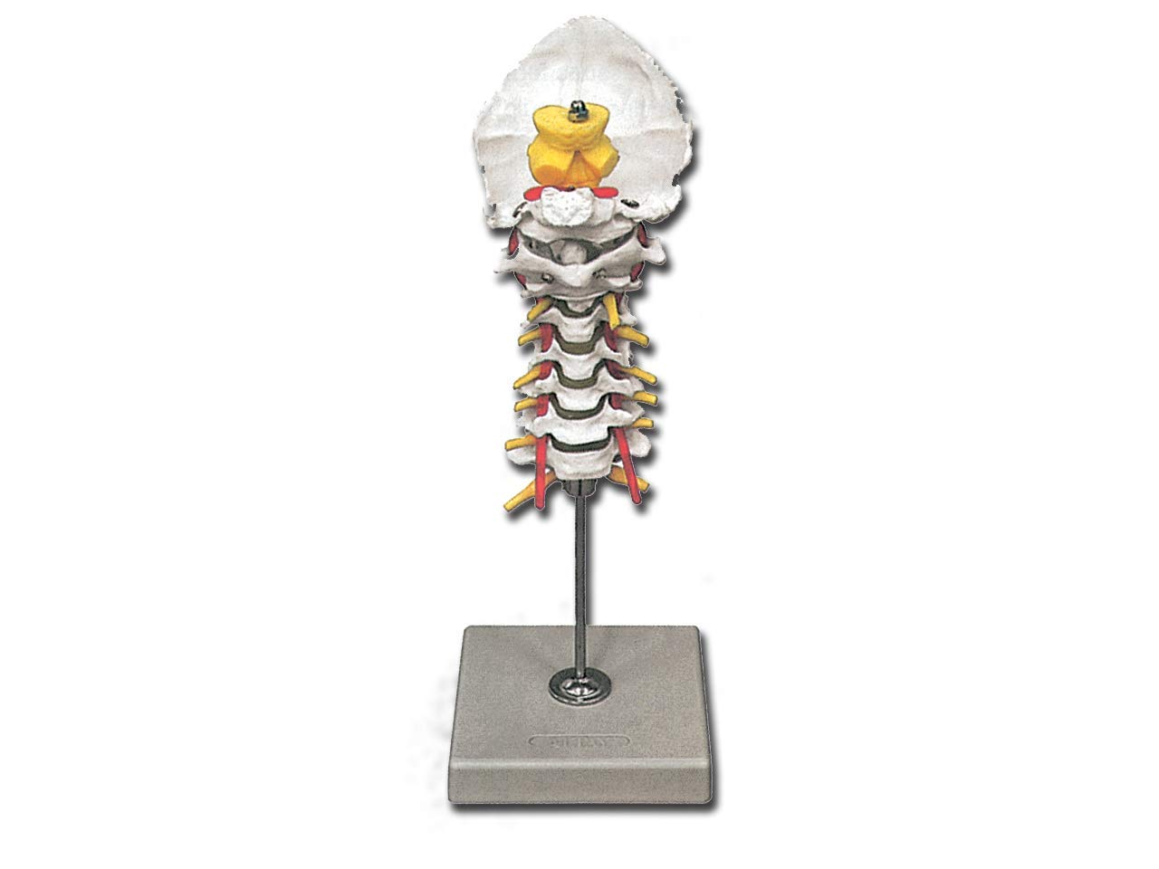 Gima - Anatomical Model of Human Cervical Spinal Column, Highly Detailed, Magnification 1X